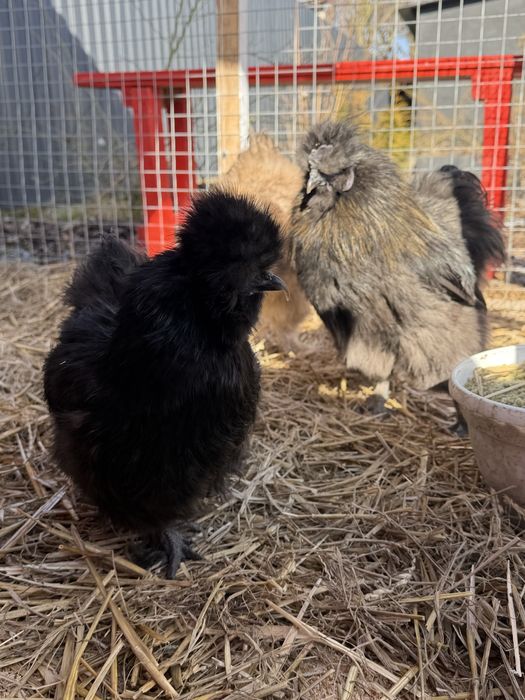 Кури Китайська шовкова (пара)