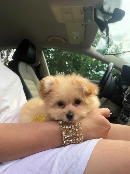 Помапу — 4 пухнасті принцеси шукають новий дім