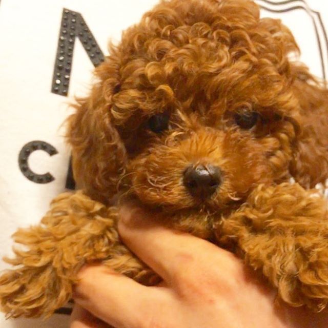 Идеальный питомец для квартиры