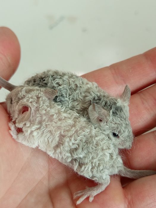 Декоративні кучеряві мишки, миші