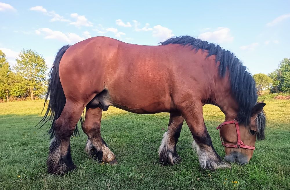 Stanówka  ogierem PKZ