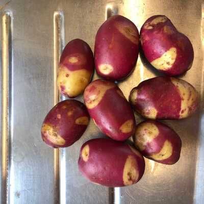 Batata TIGRE ROSA, deliciosa para comêr