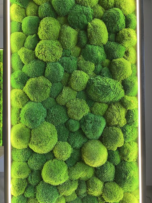 Панно з моху, картина з мохом та підсвіткою, кочковий мох