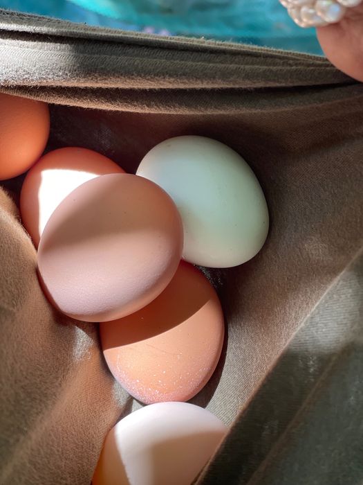 Pintos do Campo (Criação Biológica)