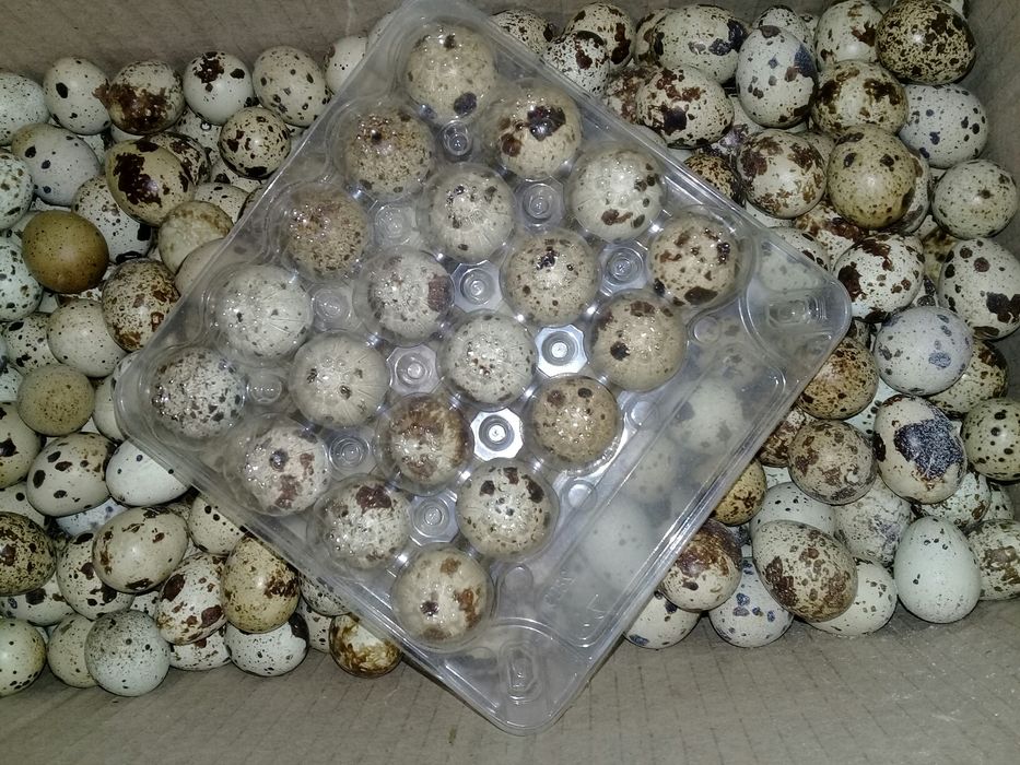 Перепелині перепелиные яйца