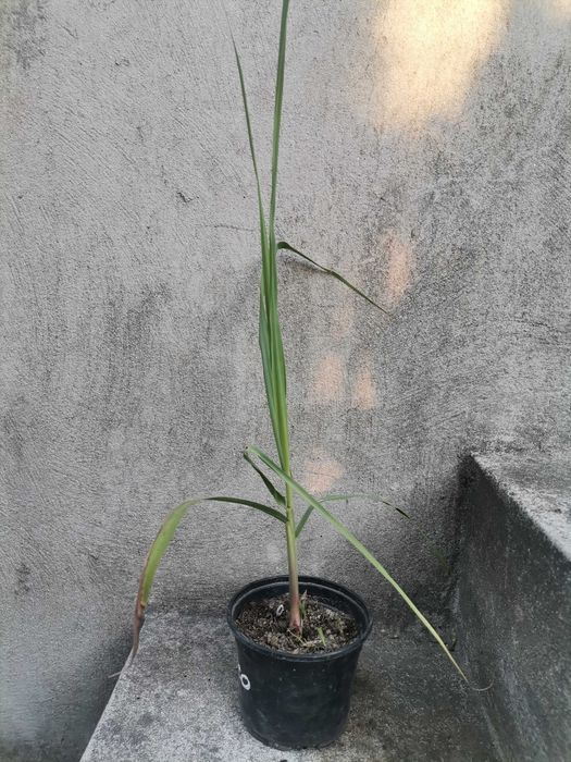Cana de Áçucar variedade roxa