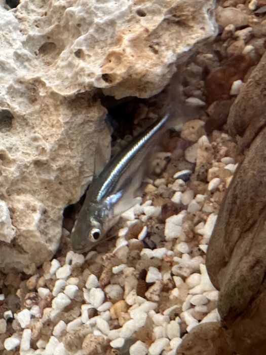 Peixe Tubarão Pangasius