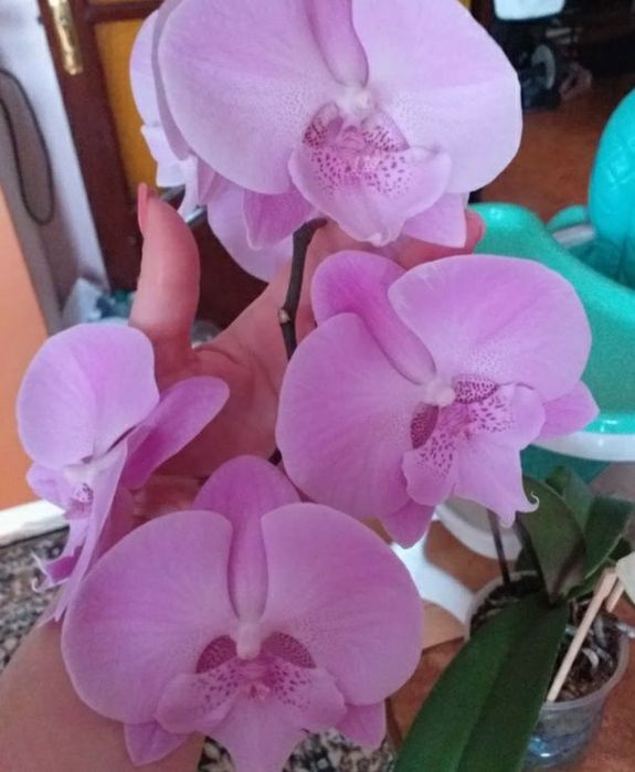 Продам орхідеї та їх дітки Вінниця