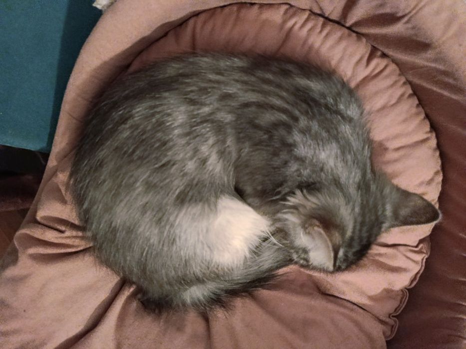 Пухнастик! Кошеня 3 міс