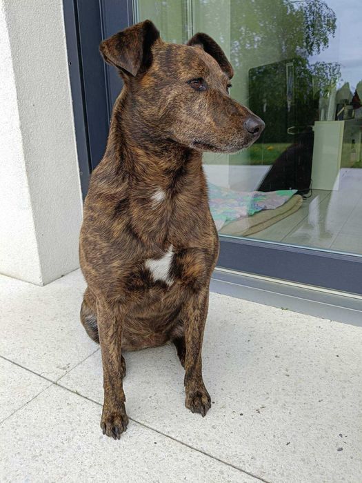 Sofi poleca się do adopcji