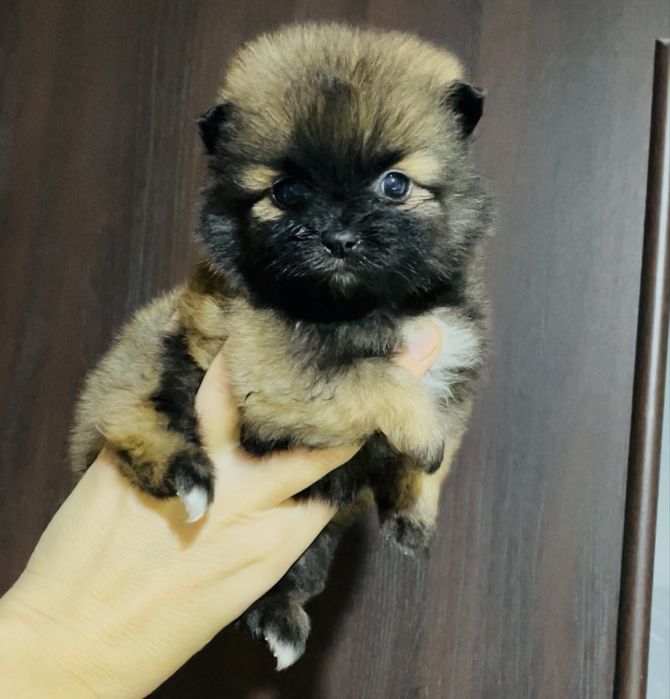 Мальчики и девочки шпица