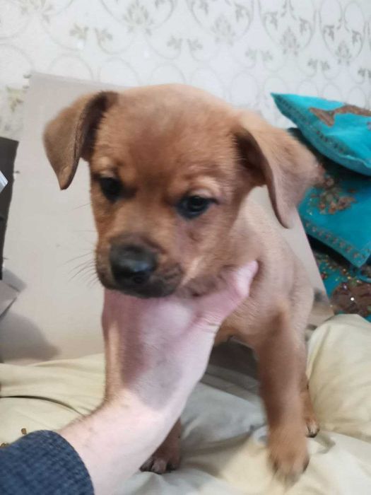 Безпритульні песики в добрі руки