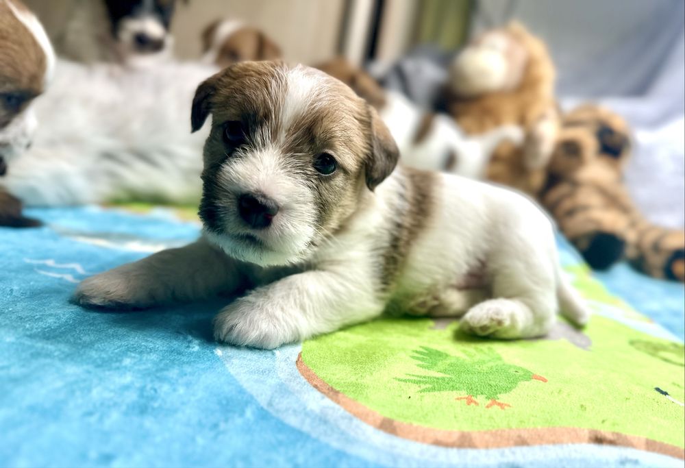 Jack Russell Terrier