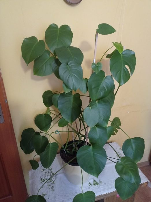 Monstera 115cm wys.