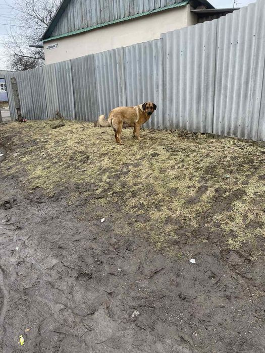 Вілламо собаку в добрі руки