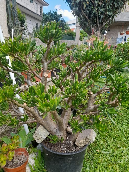 Catos e suculentas