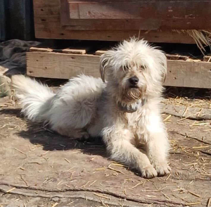 Пух шукає дім і господарів !