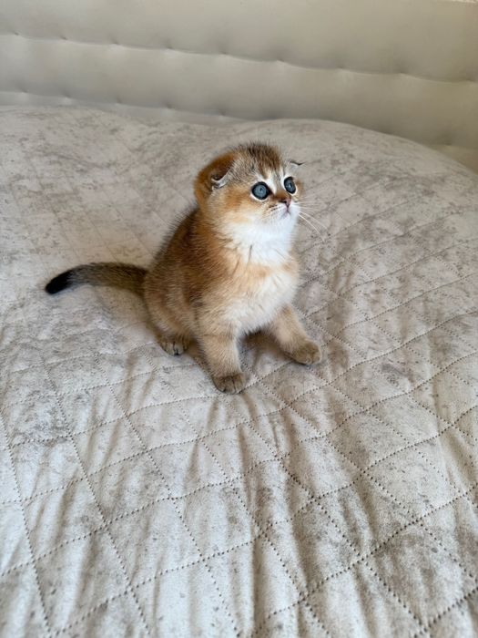 Zwisłouchy szkocki kociak