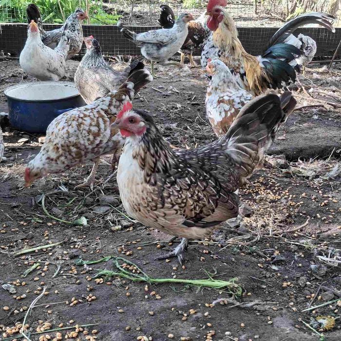 продам курей Бентамок