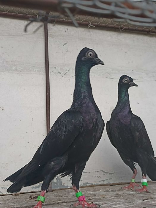 Sprzedam wiedeński wiedeńskie