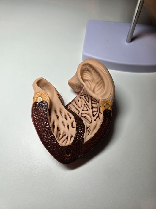 1:1 Anatomiczny Model Ludzkiego Serca