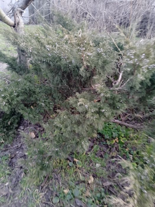 Можжевеловый куст