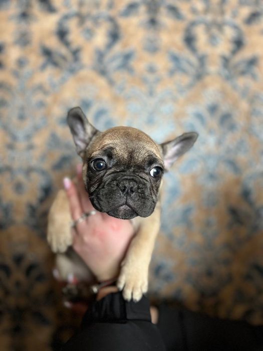 Щенки французского бульдога