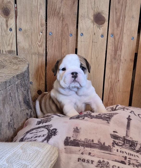 Bulldog Inglês -  com Lop, Afixo, garantia