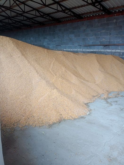 ,Śruta kukurydziana ,mielona, kukurydza sucha