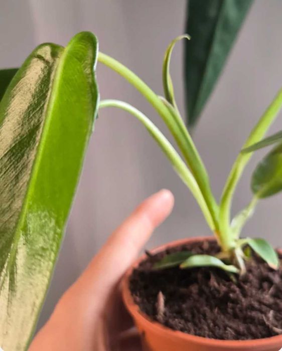 Philodendron Spiritus Sancti