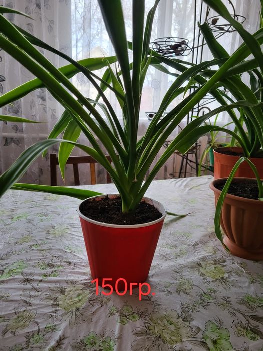 Пальми Монстера та Панданус.