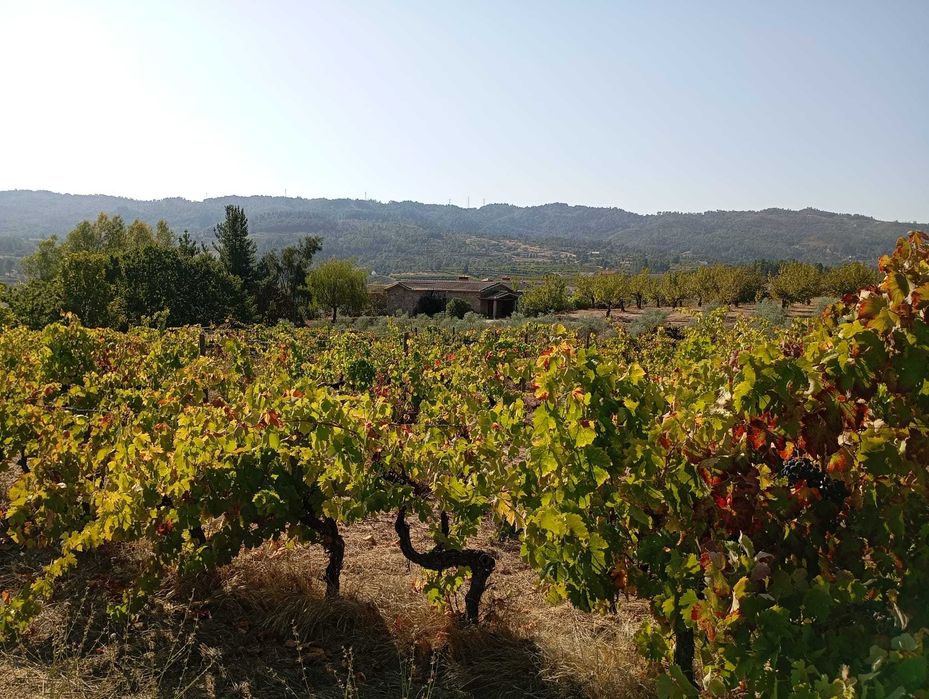 Quinta com 3 casas, vinha, olival e água em abundância, inclui recheio