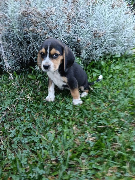Beagle macho vacinado