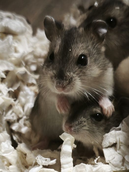Chomik dżungarski z domowej hodowli, oswojone, malutkie chomiczki
