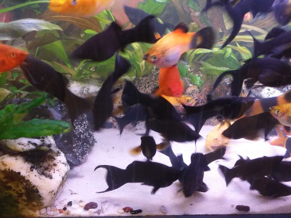 Molinezje, żyworódki rybki na glony.