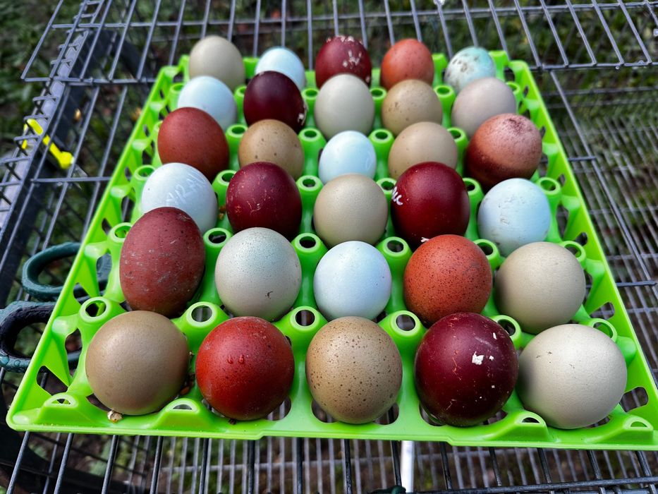 Frangos/ Pintos de olive egger