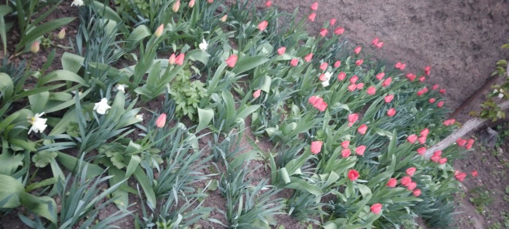 Квіти, тюльпани, букети