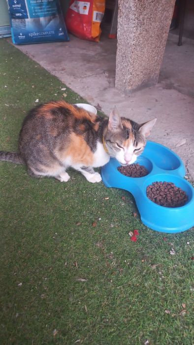 Dois cães e uma gata para doar