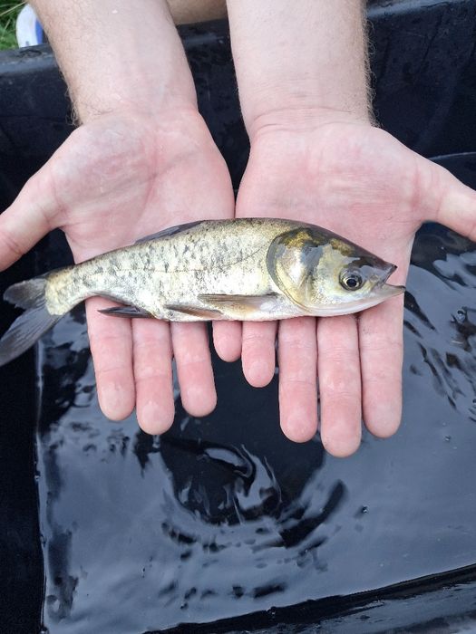 Tołpyga 15-20cm Karp Lin Jesiotry