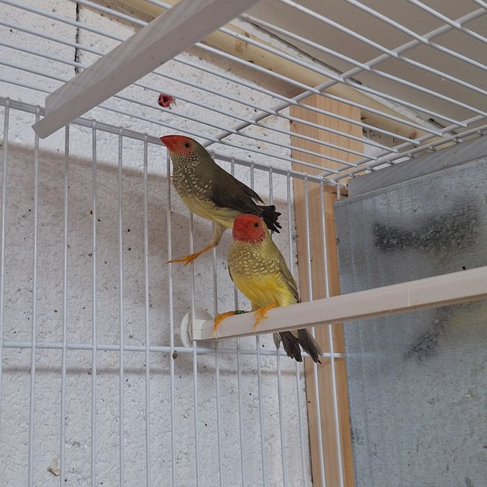 Casal diamante estrela