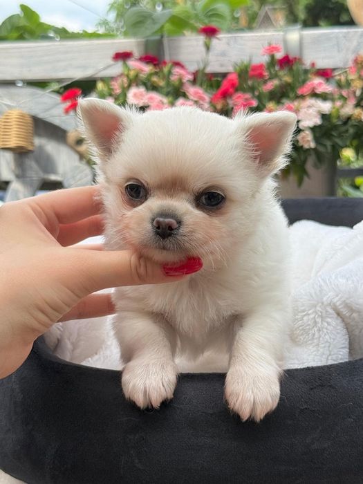 DEXTER chihuahua chłopczyk długowłosy, prawdziwy rodowód FCI