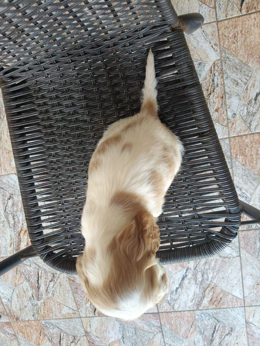 Cocker spaniel angielski pies