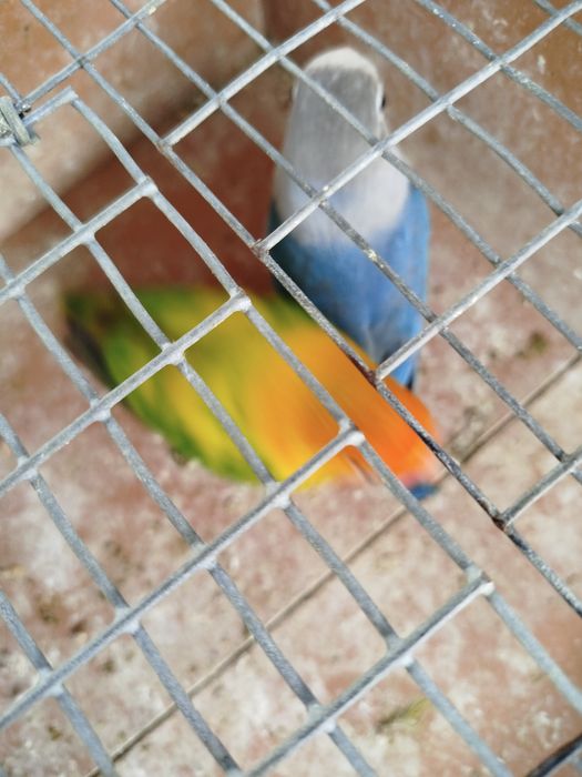 Agapornis fischeres opalinos euwings