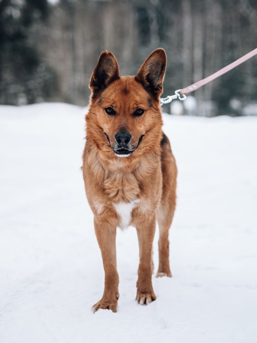 Nero do adopcji!