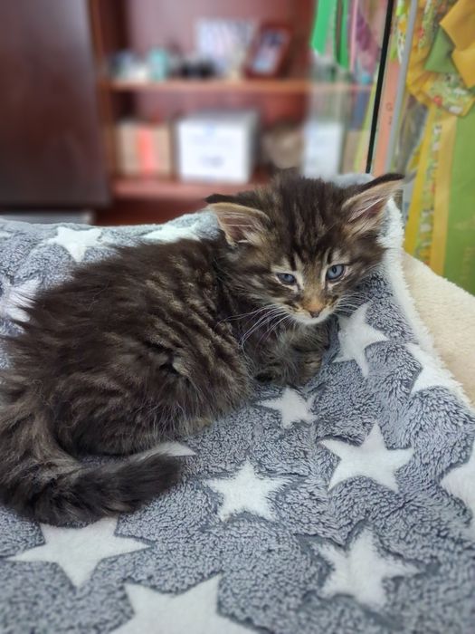 Gatinho  Bosques da Noruega com lop