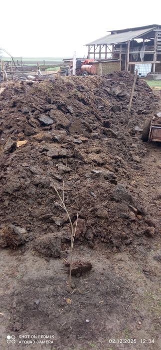 Навоз коровий, свежий,сыпец