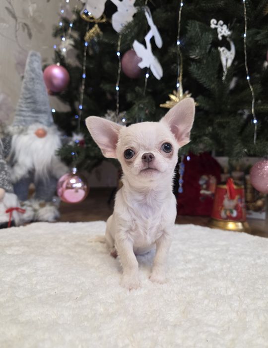 Міні чихуахуа. Хлопчики.