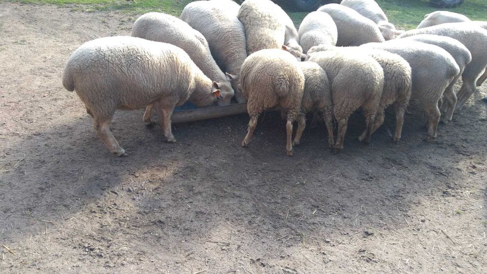 Sprzedam owce białogłowa