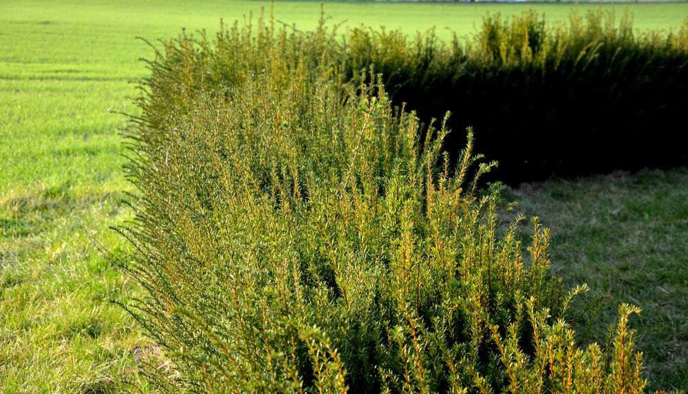 Cis posredni HICKSII  Gorzów ,  60-70cm  Idealny na  żywopłot