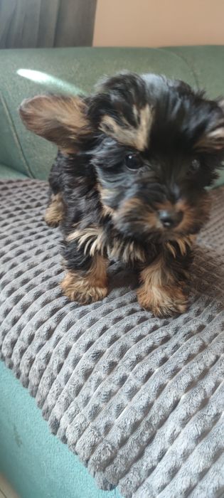 Sprzedam suknię Yorka